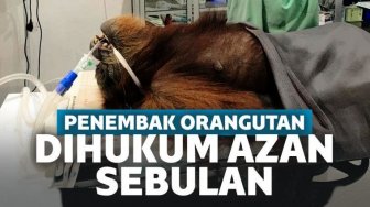 Miris! Pelaku Penembakan 74 Peluru ke Orangutan Hope Hanya Dihukum 1 Bulan 