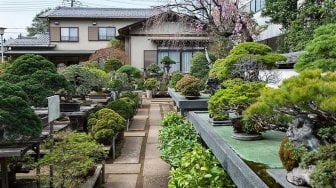 Eloknya Potret Museum Bonsai Omiya di Jepang, Pecinta Bonsai Wajib Kesini!