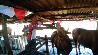 Cegah Stres, Sapi Kurban di Surabaya Pijat Dua Kali Sehari dan Minum Jamu