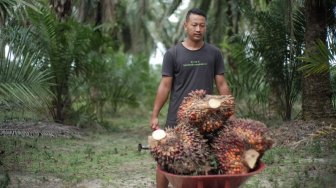 Kelapa Sawit Sumbang NTP Terbesar di Sumatera Utara