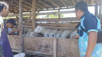 Dinas Pertanian Bondowoso Lakukan Gerakan Pemeriksaan Kurban