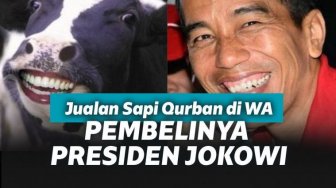 Iseng Jual Sapi Qurban 1,4 Ton Via WA, Pria ini Kaget Pembelinya  Jokowi
