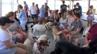 Jelajahi Sungai Potomac di AS, Anjing Peliharaan Gratis Naik Kapal Pesiar