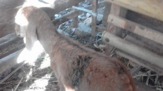 Serangan Hewan Liar di Wonosari Meningkat, Warga Resah