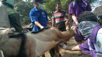 Pasar Hewan Tulungagung Jadi Incaran Pedagang dari Kabupaten Sekitar