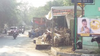 Buka Lapak Hewan Kurban di Area Pedestrian Bekasi, Siap-siap Digaruk Satpol