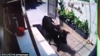 Video Viral, Seekor Sapi Masuk Restoran, Warganet: Cari Tempat Sembunyi