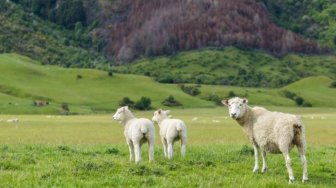 Ini 5 Negara Penghasil Daging Kambing Terbesar