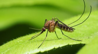 BRIN: Perlu Uji Klinis Vaksin Malaria RTS,S untuk Ketahui Efektivitasnya di Indonesia