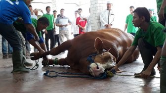 Sapi Kurban Seberat 950 Kilogram Milik Jokowi Disalurkan ke Sanggau