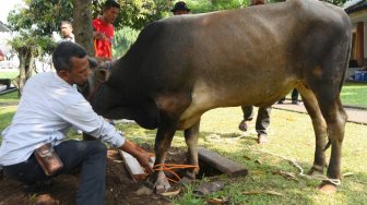 Setelah Salat Idul Adha, Gubernur Jabar dan Keluarga Sembelih Seekor Sapi