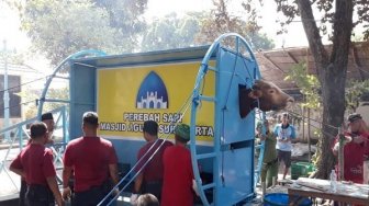 Sapi Kurban Jokowi Terlalu Besar, Batal Disembelih Pakai Alat Ini