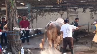 Viral, Sapi Raksasa Kurban Presiden Jokowi Ngamuk