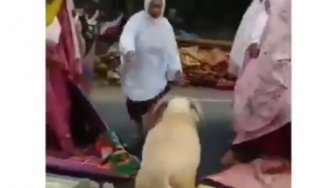 Kambing Seruduk Jemaah Salat Idul Adha, Aksi Ibu-ibu Jadi Sorotan