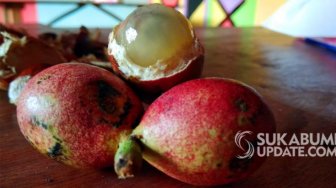 Matoa, Tanaman Khas Papua Tumbuh dan Berbuah di Surade