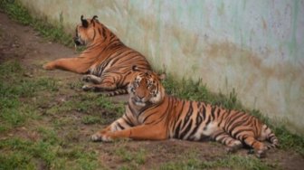 Harimau Sumatera Mengaum di Labura Jejaknya Tertinggal di 
