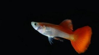 Hadirkan Guppy Indonesian Flag, Cara Pecinta Guppy Rayakan HUT RI Ke-74