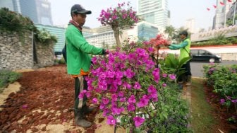 Petugas Dinas Kehutanan DKI Jakarta melakukan perawatan pada tanaman bougenville di kawasan Bundaran HI, Jakarta, Rabu (21/8). [Suara.com/Arya Manggala]