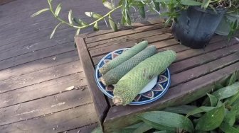 Viral Buah Berpenampilan Unik, Mirip Kombinasi Pisang dan Nanas