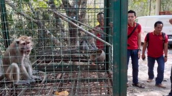 Monyet Merangsek ke Lahan Pertanian Warga, BKSDA Peringati Petani