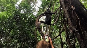 Thomas Leaf, Warga Asli Berjambul Mohawk dari TN Gunung Leuser