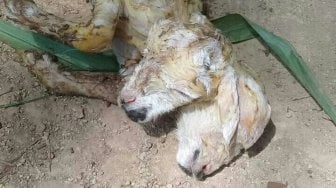 Warga Cariu Digegerkan Kelahiran Kambing Berkepala Dua