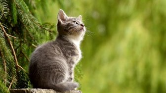 Pahami Cara Merawat Kucing dengan Baik, Pecinta Anabul Wajib Tahu 