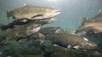 Diterpa Gelombang Panas, Ikan Salmon di Sungai Columbia Mati Bak Direbus Hidup-hidup