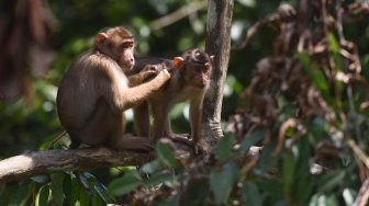 Gara-gara Ulah Monyet, Satu Keluarga tewas Mengenaskan