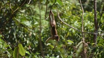 Monyet liar di hutan Kecamatan Samboja, Kutai Kartanegara, Kalimantan Timur, Rabu (28/8). [ANTARA FOTO/Akbar Nugroho Gumay]