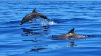 Momen Tiga Lumba-lumba Dilepasliarkan ke Laut Lepas di Bali