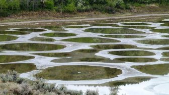 Spotted Lake (Wikimedia Commons Jack Borno)