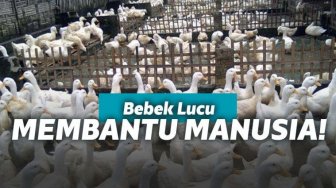 Lucu! Bebek ini Bantu Ambilkan Sandal Bocah Yang Jatuh Ke Pinggir Jurang!