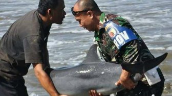Video dan Foto TNI Selamatkan Lumba-Lumba, Ramai Jadi Perbincangan Warga