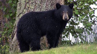 Dikuntit Beruang Hingga Rumah, Pria Alaska Menderita Luka Parah
