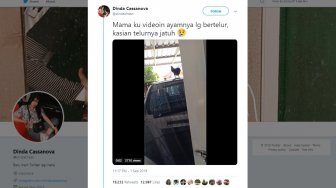 Salah Tempat Bertelur, Telur Ayam Ini Berakhir Mengenaskan