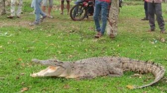 Pagi-pagi, Warga Siak Dihebohkan Buaya di Halaman Belakang Rumah