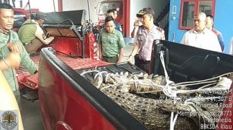 BKSDA Riau Evakuasi Buaya Muara yang Naik ke Daratan di Siak