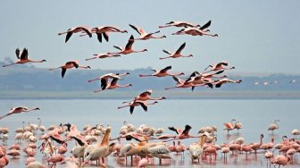 Surganya Flamingo, Potret Migrasi si Burung Jenjang di Danau Nakuru