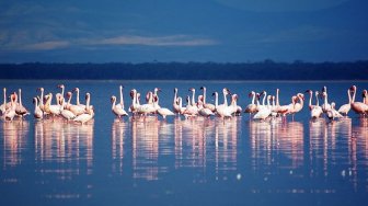 Gara-gara Polusi dan Kekeringan, Ribuan Flamingo Tinggalkan Danau Nakuru