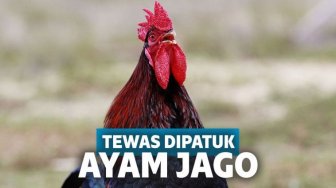 Lagi Asyik Kumpulkan Telur, Nenek Ini Malah Tewas Dipatuk Ayam Jago