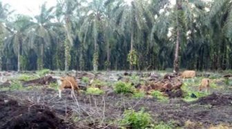 Sawit Watch: Temuan Kami Dibuktikan Oleh BPK