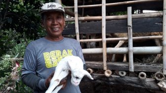 Warga Bogor Dihebohkan dengan Anak Kambing Bermata Menyatu Mirip 'Dajal'