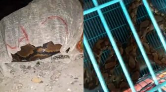Cari Kebenaran Isu Teror Ular Piton, Polisi Minta Bantuan Sejumlah Pihak