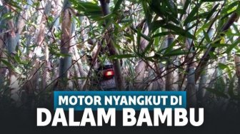 Viral Motor Nyangkut di Atas Bambu, Pengendara Tunjukkan Gelagat Aneh 