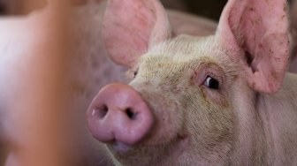 Puluhan Ribu Babi di Sumatera Utara Mati Karena Virus Hog Cholera, Apa Itu?