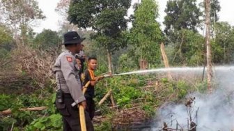 14+ Foto Bunga Mawar Terbakar - Koleksi Bunga HD