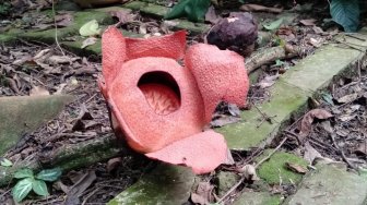 Bunga Langka Rafflesia Patma Mekar di Kebun Raya Bogor