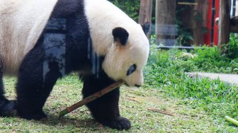 Seekor panda (Ailuropada melanoleuca) asal China di Istana Panda Indonesia, Taman Safari Indonesia Bogor, Jawa Barat, Sabtu (14/9). [Suara.com/Oke Atmaja]