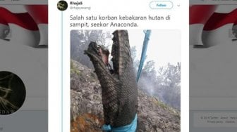 Heboh Ular Piton Hangus Terbakar di Hutan Kalimantan, Bikin Warganet Sedih